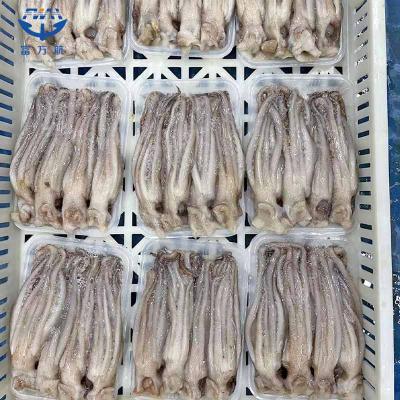 Frozen Illex Argentinus Squid Tentacle Head